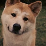 Mrkosatka