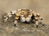 spider6134