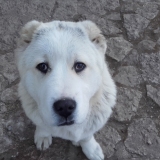 Egor